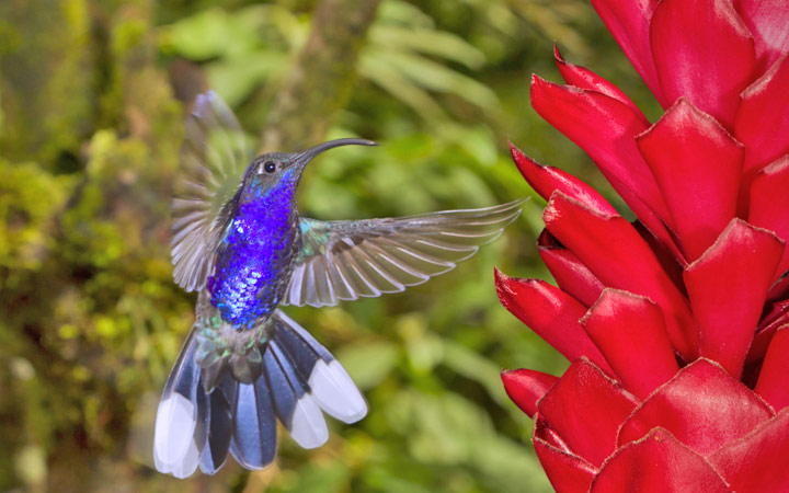 Costa Rica (Puntarenas)